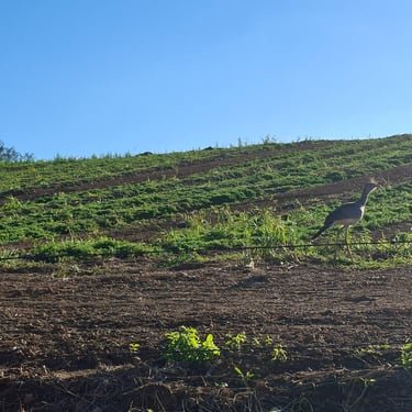 Campo