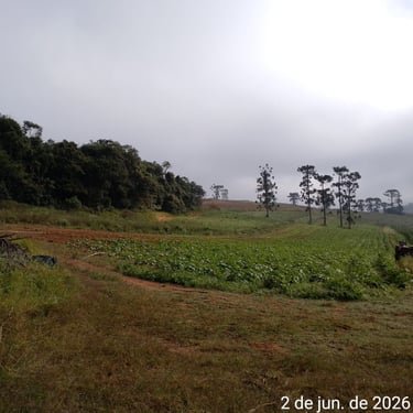 Campo